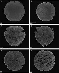 Image result for Pentas bussei