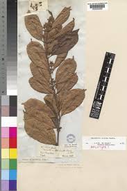 Image result for Oncinotis glabrata