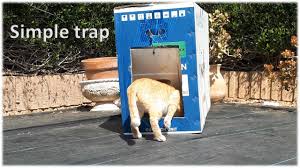 We did not find results for: Cat Trap 5 Easy Diy Cat Traps Using Cardboard Box Youtube