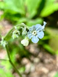 Image result for Cynoglossum coeruleum