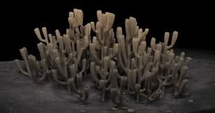 Image result for Vausagesia