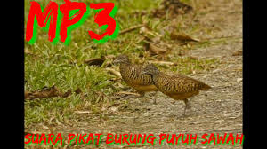 Suara Pikat Burung Puyuh Sawah Youtube
