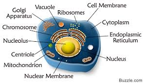 The Structure Of An Animal Cell Differs Slightly From A Plant Cell In Terms Of Shape Protective Covering And O Animal Cell Functions Animal Cell Cell Diagram