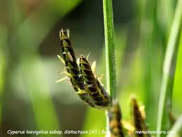 Image result for Cyperus laevigatus