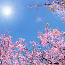 The Charm of Spring Season | MCJ E-News Portal