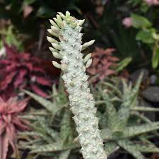 Image result for Euphorbia lividiflora