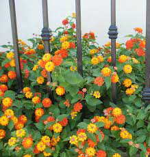 Pin On Colourfull Garden