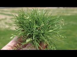Image result for Poa annua