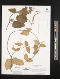 Image result for Mucuna poggei
