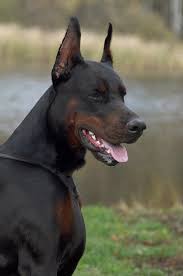 8 Embarrassing Questions About Your Body Answered By Science Doberman Dogs Doberman Pinscher Dog Dobermann Pinscher
