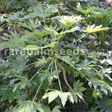 This evergreen shrub has leaves that are speckled with white, particularly densely at the edges, but. Fatsia Japonica Japanese Aralia Buy Seeds At Rarepalmseeds Com