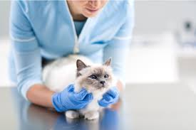 A cat's nose is typically moist, but a dry nose doesn't necessarily denote health problems. Cat Dry Nose Causes And How To Help Great Pet Care