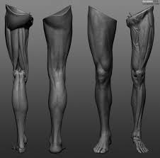 The hamstrings consists of three muscles situated in the the posterior tibial tendon arises from the calf muscle. Leg Anatomy Study Ren Manuel Artstation