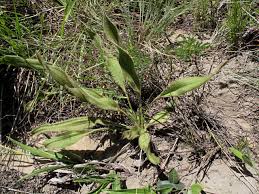 Image result for Hypoxis sp. A (as per FZ 12-3)