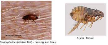 A common infestation problem is mostly located in the kitchen. Session 7 Flea Infestations Flashcards Quizlet