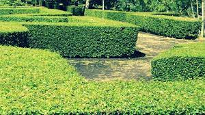 Check spelling or type a new query. Pokok Teh Pagar Untuk Anak Benih Laboo Landscapes Facebook
