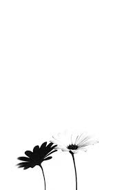 Pin De Iva En Work Fondos Blanco Fondos Blancos Tumblr Fondos De Pantalla De Iphone