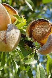 How To Grow Almonds Fast Growing Trees Tree Nursery Almond Tree
