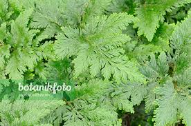 Image result for Selaginella vogelii