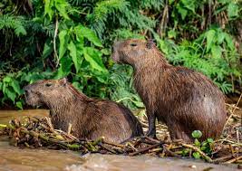 18 no uruguai, foi registrado um macho que pesava cerca de 73 kg. Capibara Conoce Al Roedor Mas Grande Del Mundo