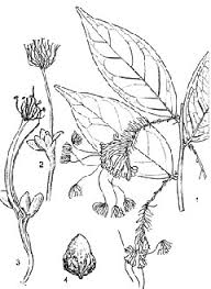 Image result for Dactyladenia