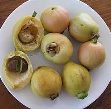Image result for Syzygium jambos