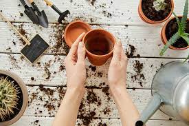 The soil you choose for your cactus can take care of everything. 5 Differences Between Cactus Soil And Potting Soil Cactuscare