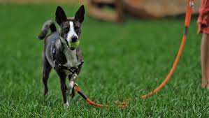 When he goes for it, immediately reward him again. How To Teach Your Dog To Play Fetch Dogtime