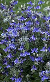 Der blaue engel strahlt in zartem lichtblau mit deutlich gelben staubgefäßen. Stand By Me Is A Non Vining Clematis With Beautiful Blue Bell Shaped Flowers Hummingbirds Will Visit This Plant All S Clematis Flower Clematis Plants Clematis