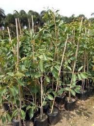 Growing up in india, i lived in three houses at different stages. Jamun Plant By Plantsship Jamun Plant From East Godavari Andhra Pradesh Id 2706993