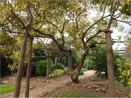 Image result for Celtis sinensis