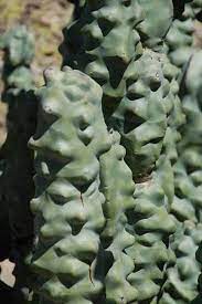 Monstrosus) propagation attempt from a top cuttingwhen i got the cactus. Google Image Result For Http Thewanderingchick Com Images Az Bta Az Btarboret Cacti And Succulents Trees To Plant Weird Plants