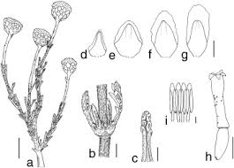 Image result for Pentzia incana