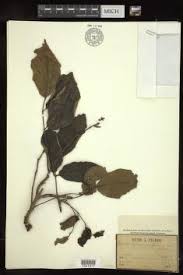 Image result for Stereospermum harmsianum