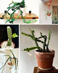 Image result for Cissus quadrangularis