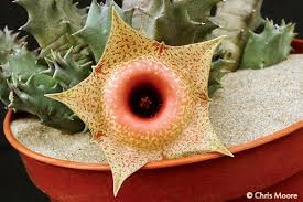 Image result for Huernia longituba