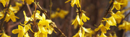 Maybe you would like to learn more about one of these? Plant Availability Minnesota Hardy