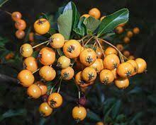 Weiß jemand was das für ein strauch ist??? Feuerdorn Wikipedia