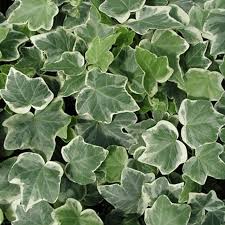 Ivy synonyms, ivy pronunciation, ivy translation, english dictionary definition of ivy. Hedera White Edged Trailing Ivy Climbing Evergreen Not Plugs 9cm Plants From Gardeners Dream Uk