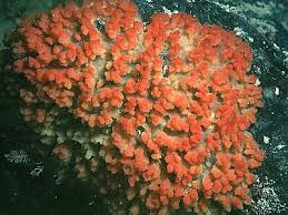 Image result for Sphaerella sp.