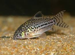 What is a cory cat? Male Or Female Peppered And Julii Aquariacentral Com