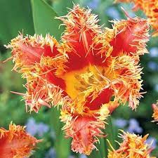 Pin On Gardening Flowers Trees Botany