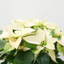 Freytag S Florist Austin Tx Freytagsfloristaustin Instagram Photos And Videos Austin Florist Flower Delivery Florist