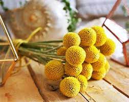 Natural Dry Craspedia Dry Flower Arrangement Billy Balls Etsy Dried Flower Arrangements Dried Flowers Flower Arrangements Simple Vase