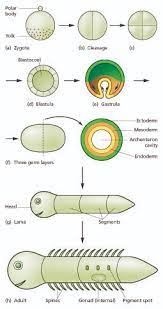 Check spelling or type a new query. Embryonic Development Wikipedia