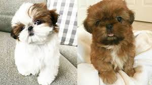 View maltese shih tzu puppies pictures and read stories about real maltese shih tzu puppy dogs. Cute Shih Tzu Puppies And Dogs Videos Compilation Youtube
