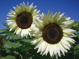 Hd to 4k quality, all ready for download! 13 Unexpected Sunflower Colors Hgtv