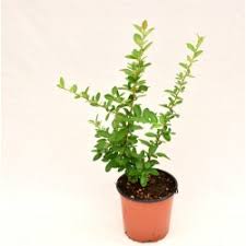 Dormono, vedono, ricordano, sono intelligenti scopriamo chi sono veramente le piante grazie all'amicizia tra un uomo che le conosce bene, il. Sale Of Garden Plants Indoor And Outdoor Plants Mondo Piante Floricultural Nursery