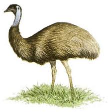 You are leaving the main rite aid website to visit our photo site. Emu Oil Therapeutic Properties For Horses And Pets