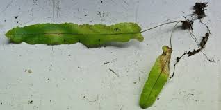 Image result for Pellaea longipilosa